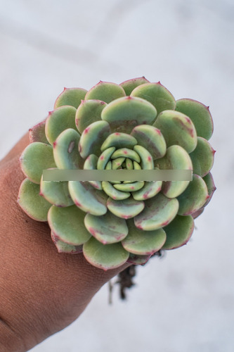 Echeveria Salmón Suculenta Colección N° 8
