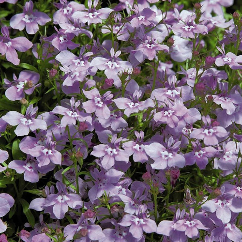 100 Semillas De Lobelia Cascade Lilac Lilas Flor Para Cestas