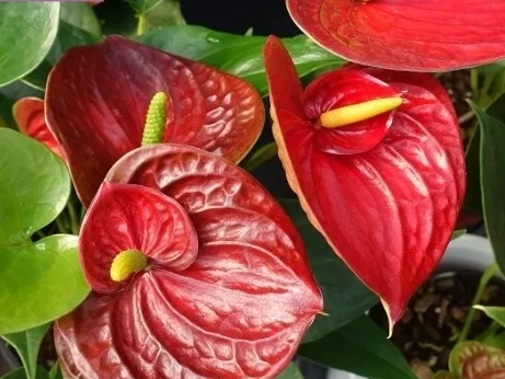 Planta De Interior Anthurium/ Cala Roja