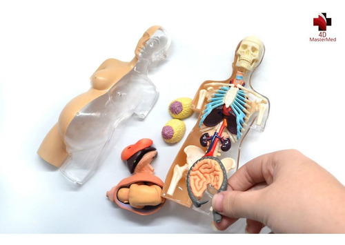 Anatomia Do Torso Gravidez - Grávida Corpo Humano