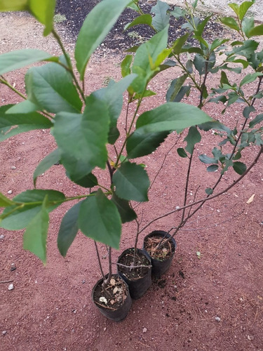 Arbol Cerezo ( De Esqueje No De Semilla)