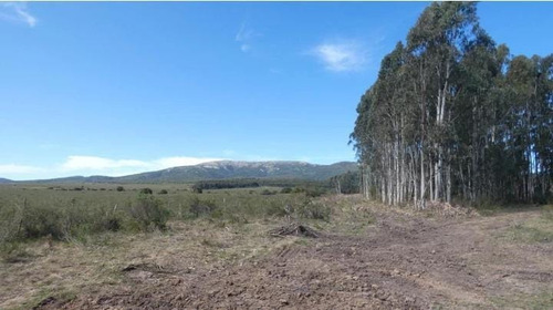 Imagen 3 de 6 de Chacra En Venta De 5 Hás. En Cerros Azules , Maldonado
