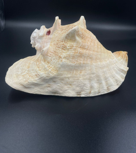 4 Caracolas De Mar Ceremonial, Con Perforacion Para Sonido
