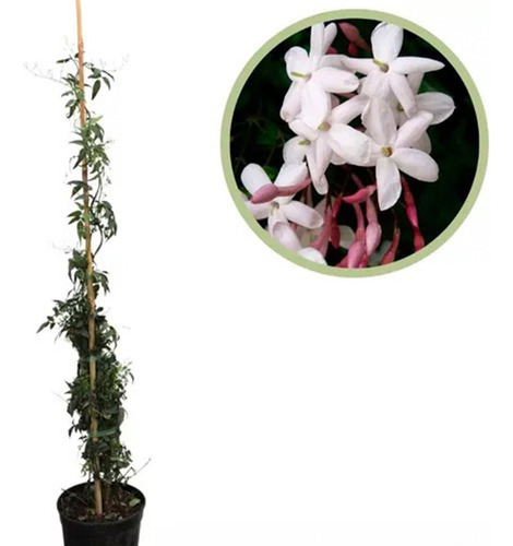 Planta Cuidados Falso Jazmín En Maceta