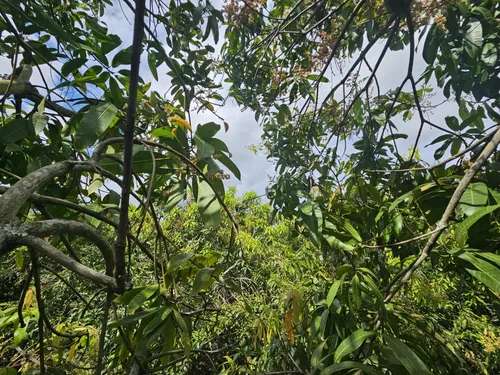 Oportunidad De Inversión Se Vende Finca En El Espinal,tolima