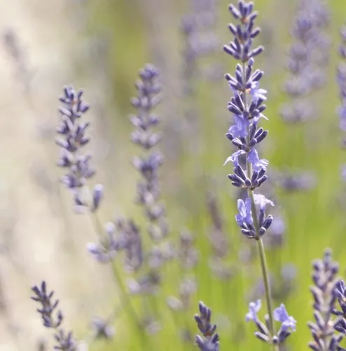 comprar Semillas de Lavanda (Lavandula Angustifolia)