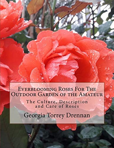 Everblooming Roses For The Outdoor Garden Of The Amateur The