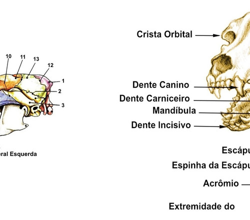 04 Poster 60x90cm Anatomia Corpo De Cães Gatos Veterinária