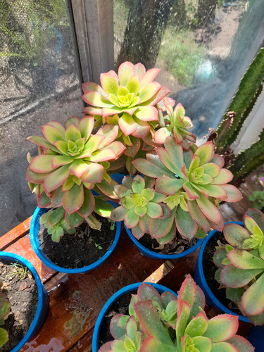 Suculenta Aeonium Kiwi Maceta 14 Tricolor Pleno Sol