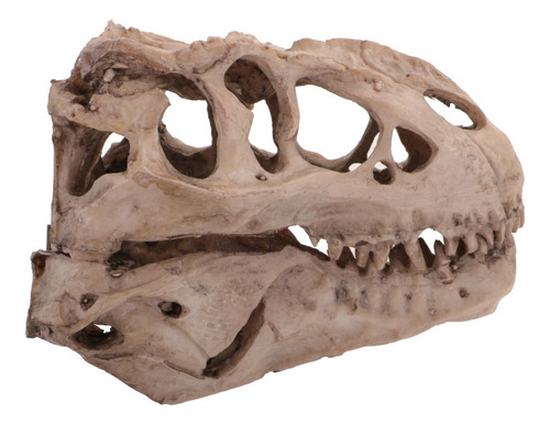 Reproducción Del Cráneo Del Dinosaurio