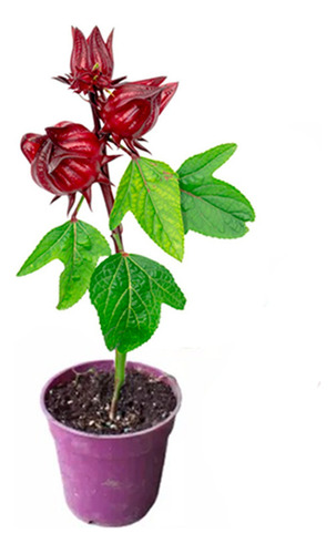 Planta Hibiscus Es Flor De Jamaica