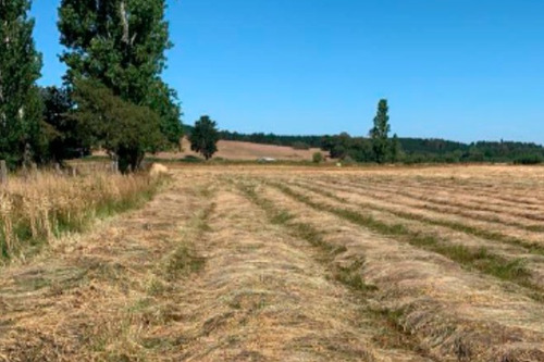 Remate De Fundos En Traiguén (region De La Araucania)