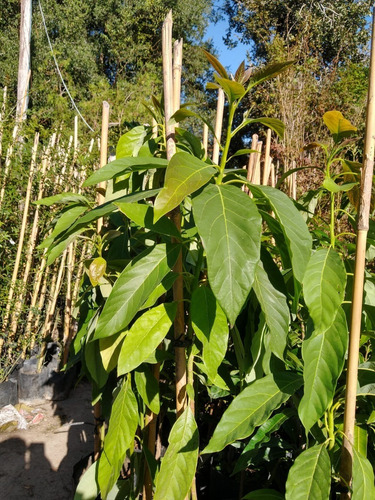 Palta, Paltero, Parsea Americana Gigante. Certificado Senasa
