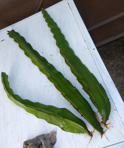 Imagen 6 de 7 de Esqueje De Pitahaya Mexicana Blanca Enraizado