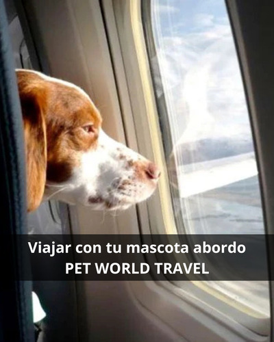 Certificado Service Dog Usa : Pet World Travel