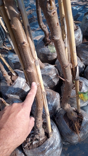 Imagen 5 de 10 de Arbol De Cerezas / Injertado/.e.gratis Caba-gba