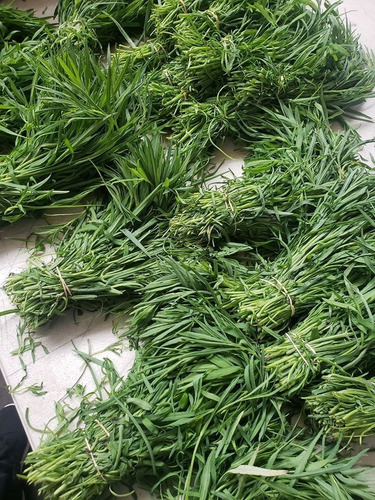 4 Manojos De Tepiche (hierba) Oaxaca