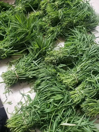 4 Manojos De Tepiche (hierba) Oaxaca