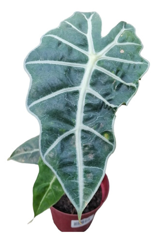 Planta Alocasia Amazónica