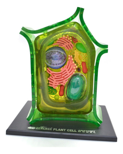 Anatomia Da Célula Vegetal - 4d Mastermed