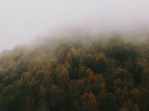 Parcela Única Con Bosque Nativo Naturaleza Y Tranquilidad