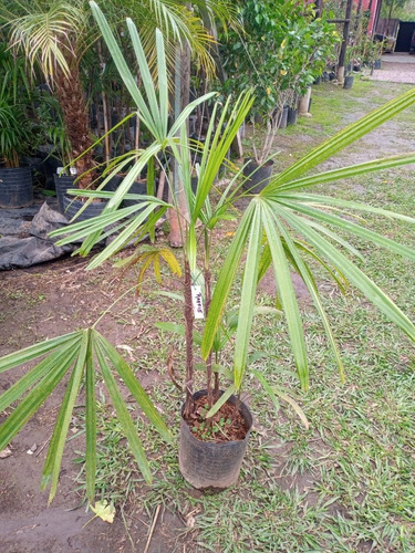 Imagen 4 de 10 de Palmera Raphis - Hermosa - E.gratis Caba Y Gba