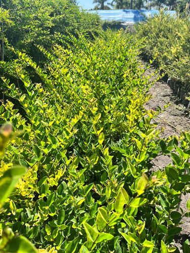 Pack X100 Un Planta Cerco Vivo Oleo Texano Excelentes Plantas Vivero Mayorista Zona Oeste Cerco Perimetral