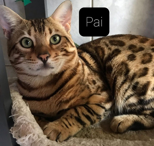 Filhotes Gato Bengal Macho E Fêmea Com Pedigree Castrados