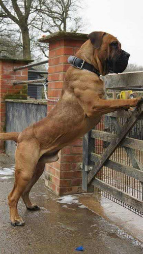 Boerboel