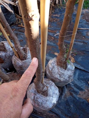 Imagen 6 de 10 de Arbol De Cerezas / Injertado/.e.gratis Caba-gba