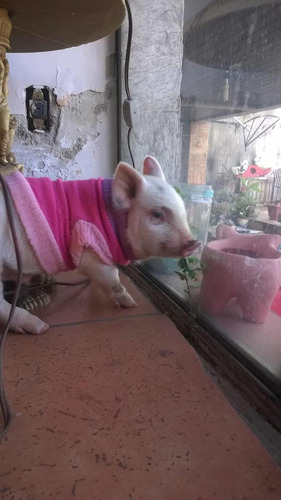 Mini Pig