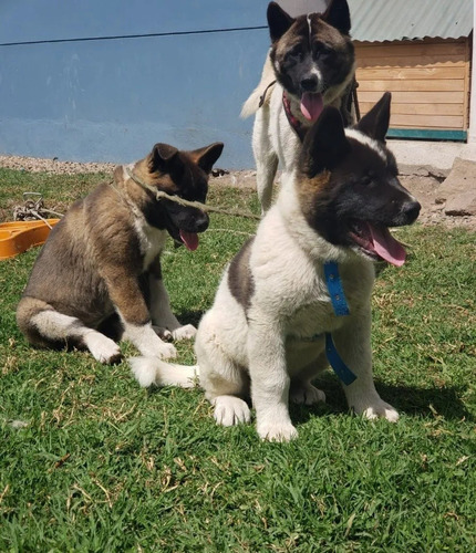 Imagen 2 de 3 de Akita Americano 350cada Cachorro