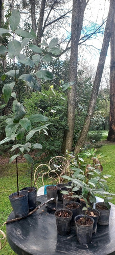 Plantas De Laurel