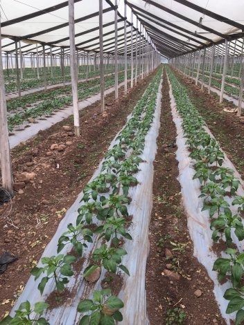 Predio Agrícola, Ovalle