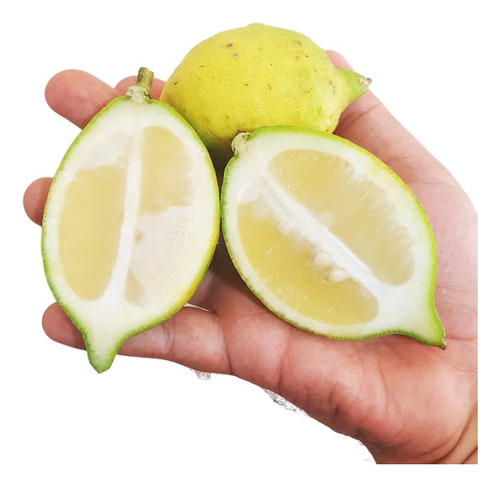 1 Muda Limão Doce Enxertada Pronta Entrega