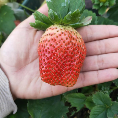 Semillas Gigantes De Fresa Dulce Para Plantar
