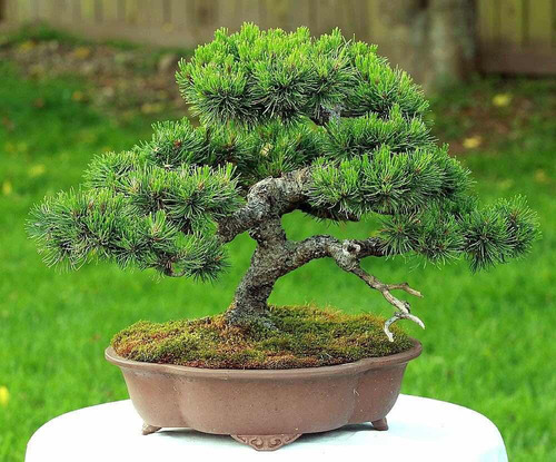 Semillas De Pino Mugo Ideal Bonsai Pinus Mugo