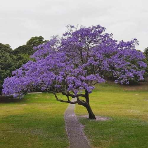 10 Semillas Jacaranda Mimosifolia Nuevas Vivas