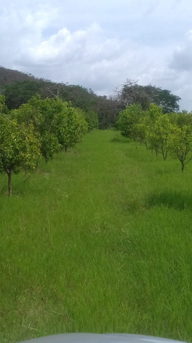 Imagen 2 de 18 de Se Vende Finca 114 Hectáreas Carabobo Bejuma. Cod. 4616212