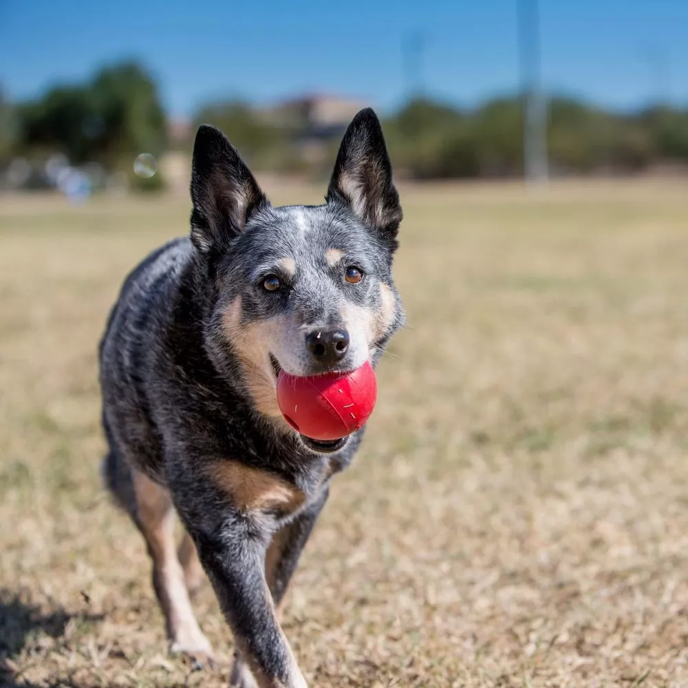 Primera imagen para búsqueda de pelotas para perros