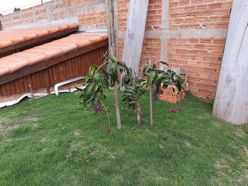Imagem 11 de 30 de Chácara Com 4 Dormitórios À Venda, 800 M² Por R$ 530.000 - Vila Rica - Itapeva/são Paulo - Ch0264