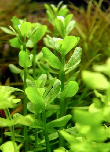 Bacopa Monieri Planta Acuatica