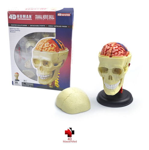 Anatomia Do Crânio E Nervos Cranianos Humano - 4d Master