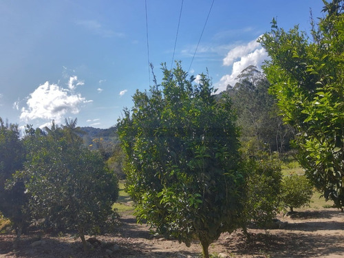 Imagem 30 de 30 de Sítio À Venda Em Juquitiba, Excelente Localização Na Rodovia Régis Bittencourt, Ideal Para Lazer, Moradia Ou Comercio - 85 - 70324044