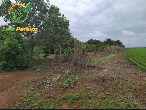 Imagem 5 de 15 de Fazenda À Venda Em Fátima - To - De 62 Alqueirões (dupla Aptidão) - 1786