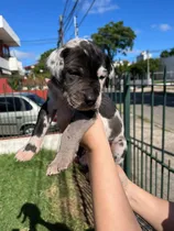 Comprar Cachorros Gran Danés