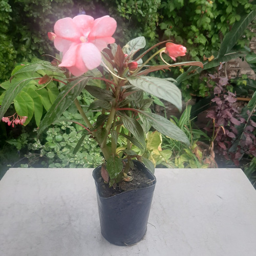 Imagen 2 de 4 de Planta Alegria Guineana Color Rosa Moron Raices Arcoiris