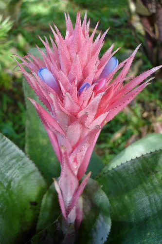 1 Bromélia Aechmea Fasciata - Flor Rosa