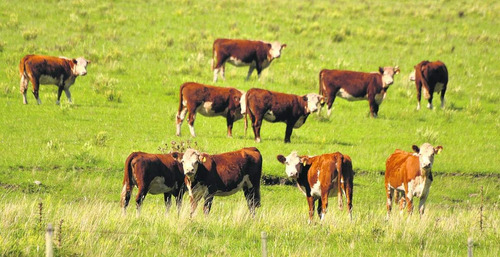 Venta Campo Ganadero Zona Villa Mercedes - San Luis