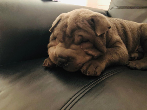 Sharpei Macho Para Monta